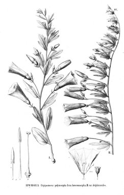 Bitki çizimi. Eski resim