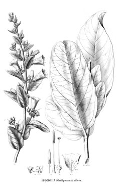 Bitki çizimi. Eski resim