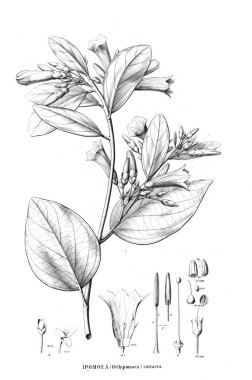 Bitki çizimi. Eski resim