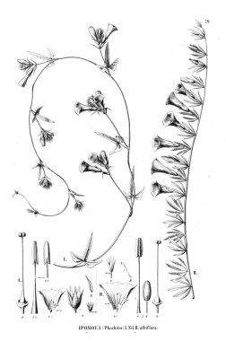 Bitki çizimi. Eski resim