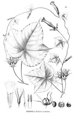 Bitki çizimi. Eski resim