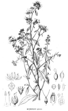 Bitki çizimi. Eski resim