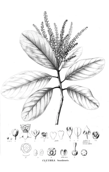 Illustration Plante Ancienne Image — Photo