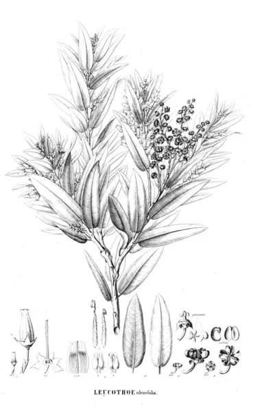 Illustration Plante Ancienne Image — Photo