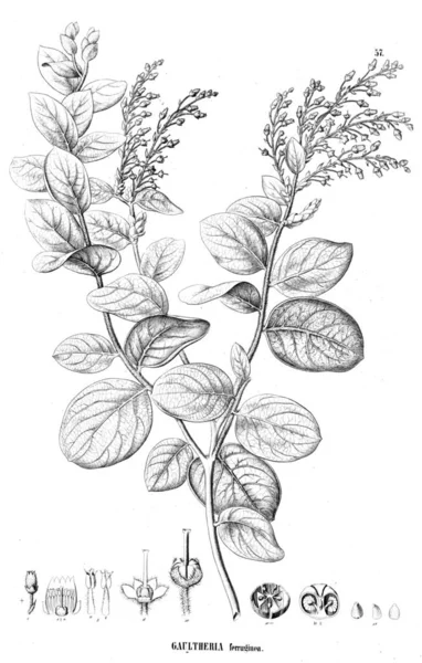 Illustration Plant Old Image — Stock Photo, Image