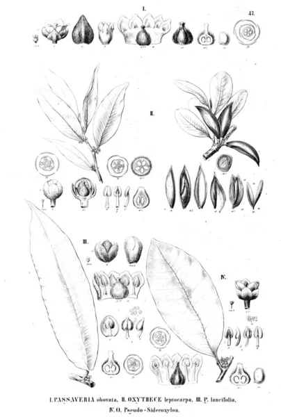 Bitki çizimi. Eski resim