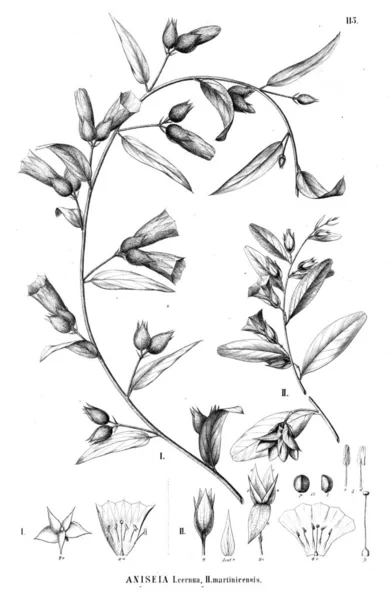 Illustration Plante Ancienne Image — Photo