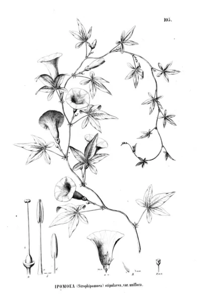 Illustration Plante Ancienne Image — Photo