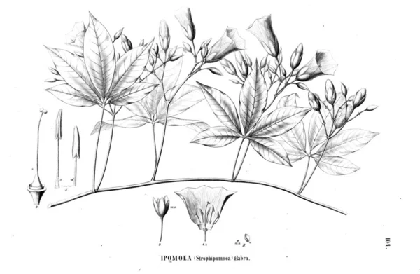 Ilustración Planta Imagen Antigua —  Fotos de Stock