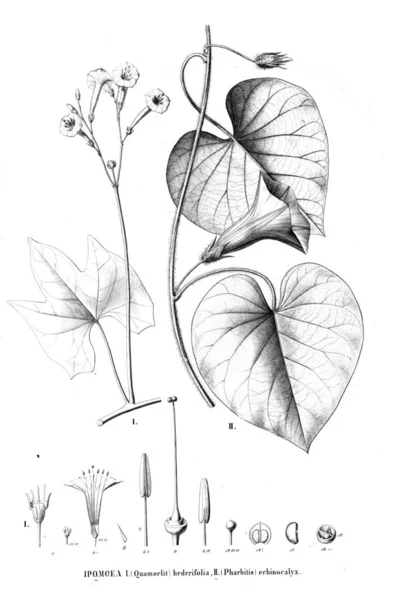 Ilustración Planta Imagen Antigua —  Fotos de Stock