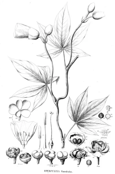 Illustration Plante Ancienne Image — Photo