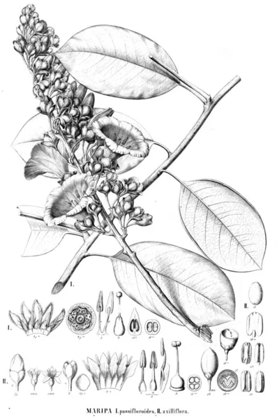 Illustration Plant Old Image — Stock Photo, Image