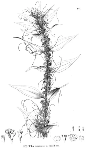 Illustration Plante Ancienne Image — Photo