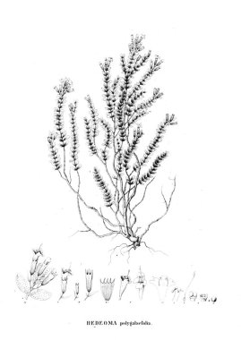 Bitki çizimi. Eski resim