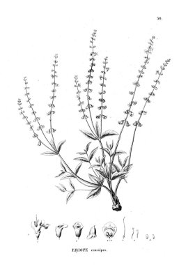 Bitki çizimi. Eski resim