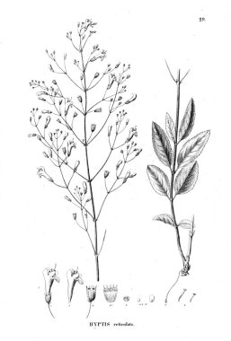 Bitki çizimi. Eski resim