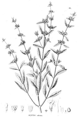 Bitki çizimi. Eski resim