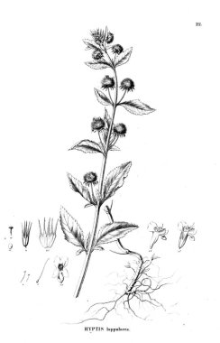 Bitki çizimi. Eski resim