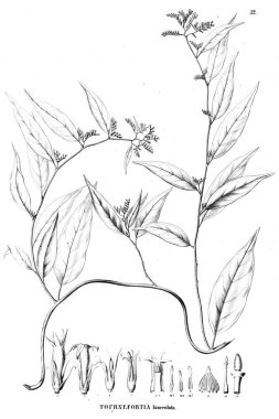 Bitki çizimi. Eski resim