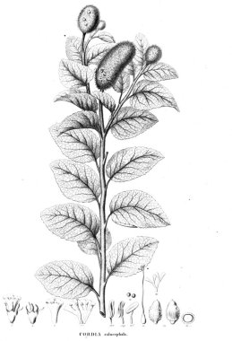 Bitki çizimi. Eski resim