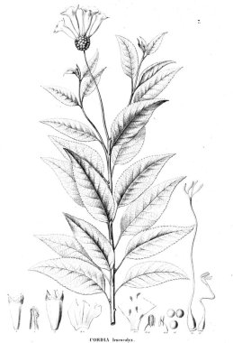 Bitki çizimi. Eski resim