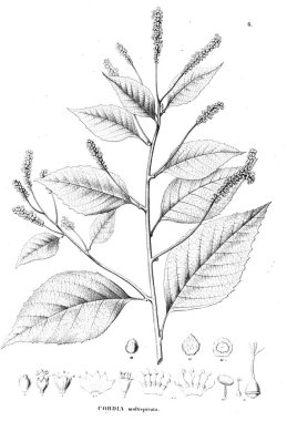 Bitki çizimi. Eski resim