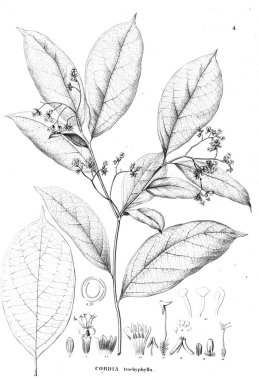 Bitki çizimi. Eski resim