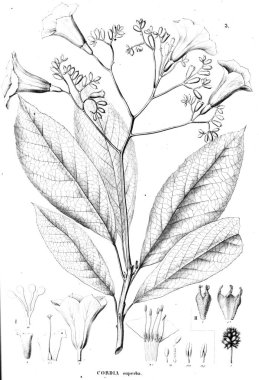 Bitki çizimi. Eski resim