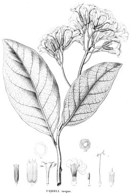 Bitki çizimi. Eski resim