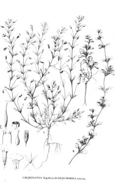 Bitki çizimi. Eski resim