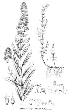 Bitki çizimi. Eski resim