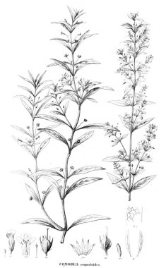 Bitki çizimi. Eski resim