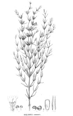 Bitki çizimi. Eski resim