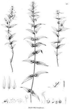 Bitki çizimi. Eski resim