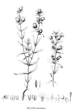 Bitki çizimi. Eski resim