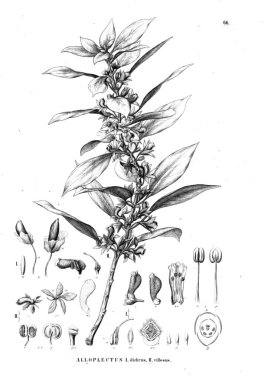 Bitki çizimi. Eski resim