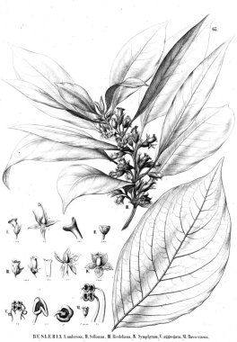 Bitki çizimi. Eski resim