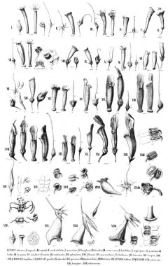 Bitki çizimi. Eski resim