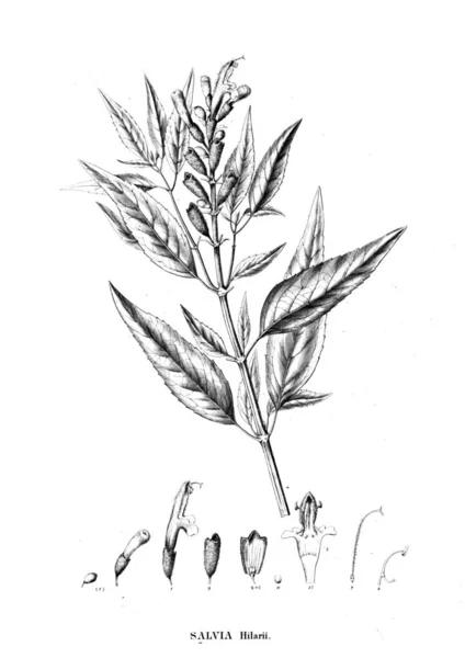 Illustration Plante Ancienne Image — Photo