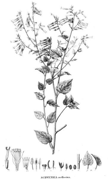 Illustration Plant Old Image — Stock Photo, Image