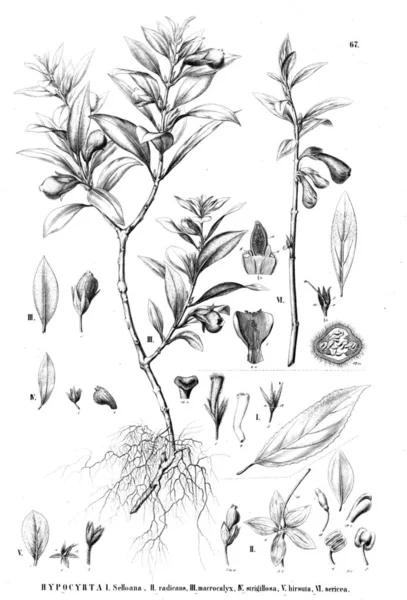 植物のイラスト 古いイメージ — ストック写真