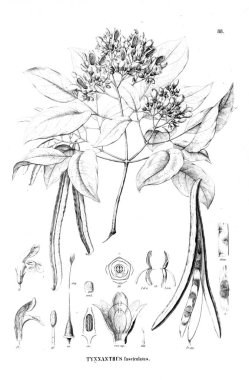 Bitki çizimi. Eski resim