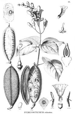 Bitki çizimi. Eski resim