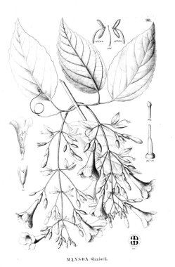 Bitki çizimi. Eski resim