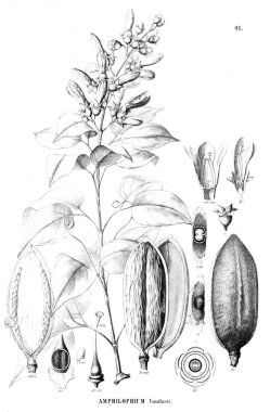 Bitki çizimi. Eski resim