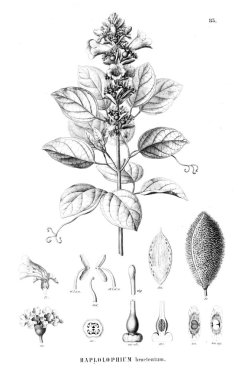 Bitki çizimi. Eski resim