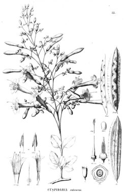 Bitki çizimi. Eski resim