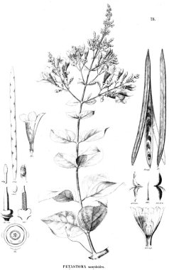 Bitki çizimi. Eski resim