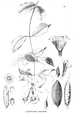 Bitki çizimi. Eski resim