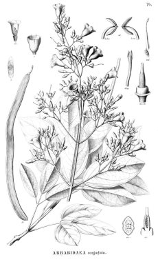 Bitki çizimi. Eski resim